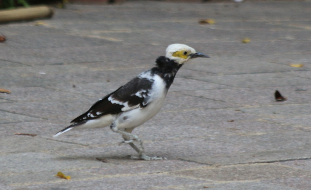 Black-collared Starling - ML219204701