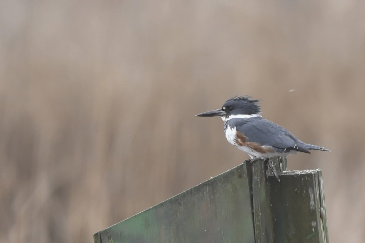 Belted Kingfisher - Jonathan Irons