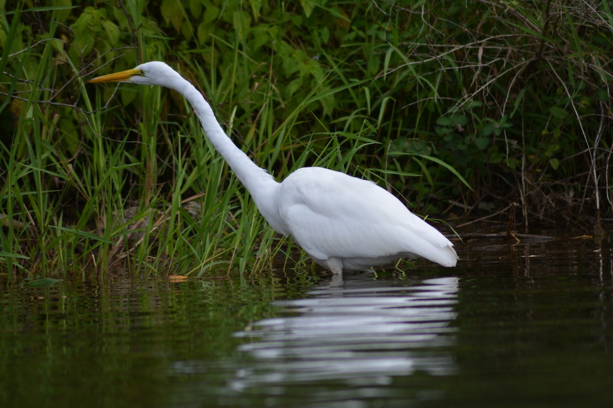 Great Egret - ML219207781