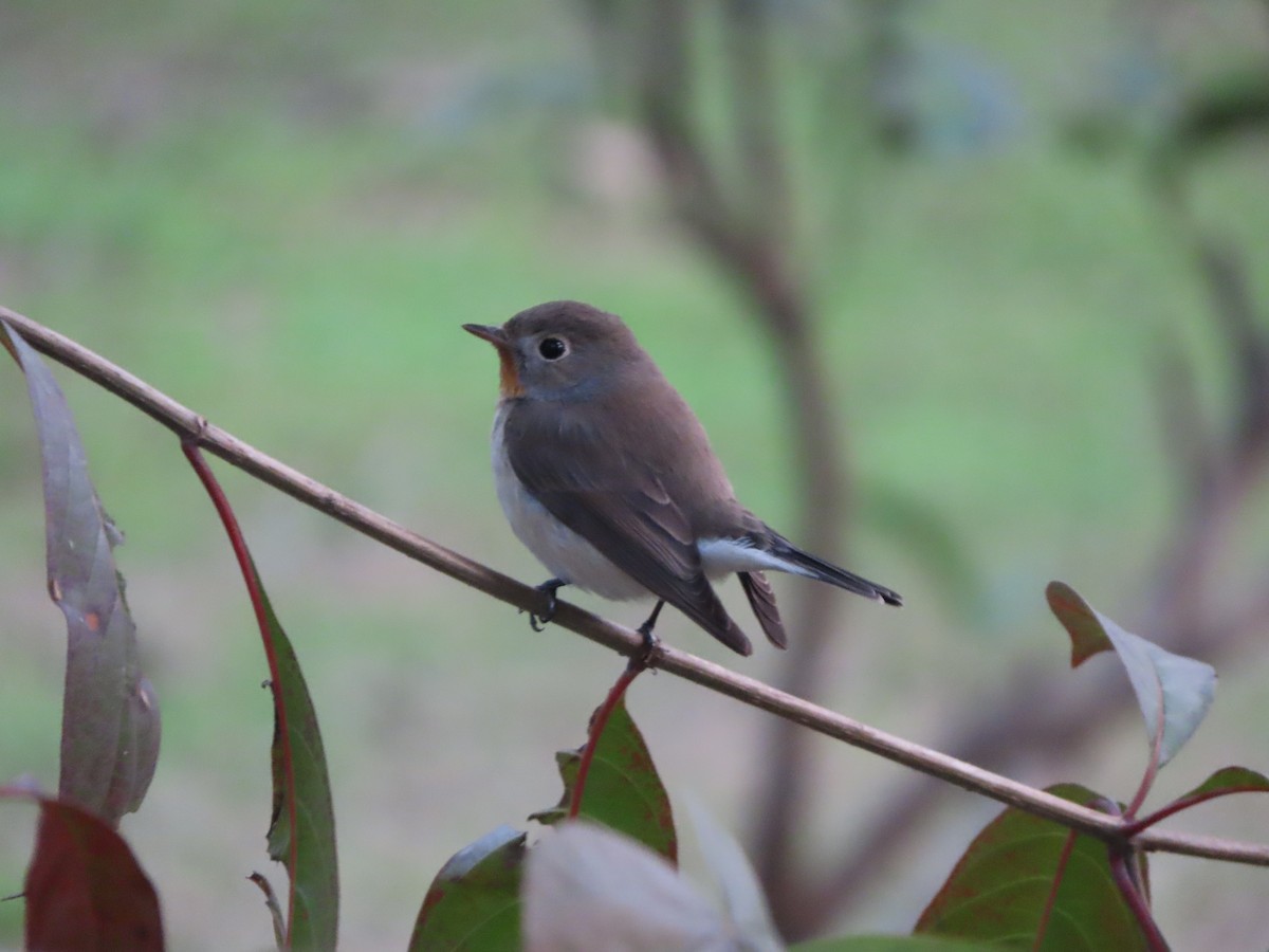 Red-breasted Flycatcher - ML219208461
