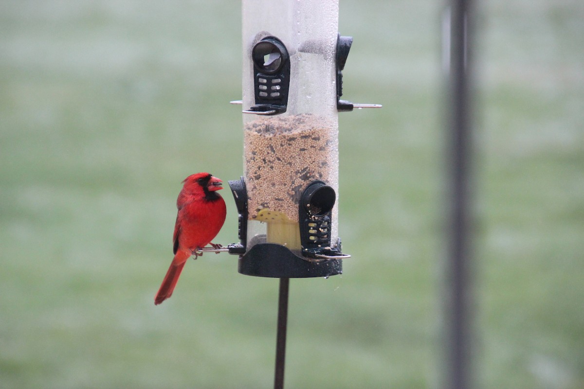 Northern Cardinal - ML219210021