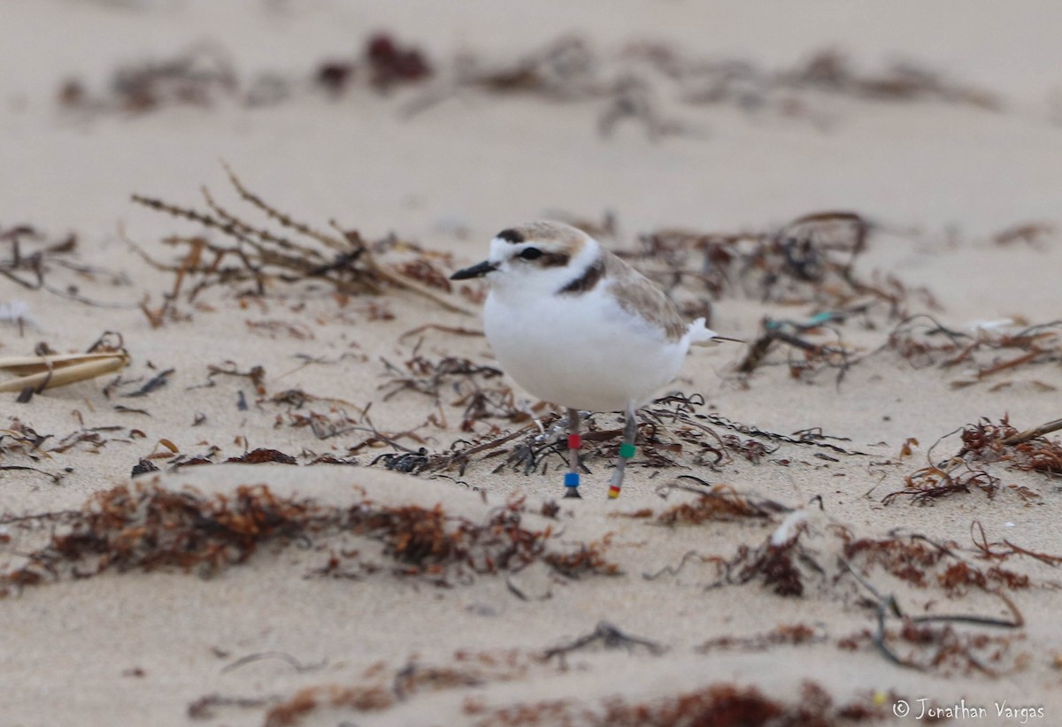 Snowy Plover - ML219210201