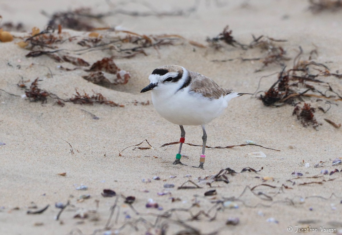 Snowy Plover - ML219210251