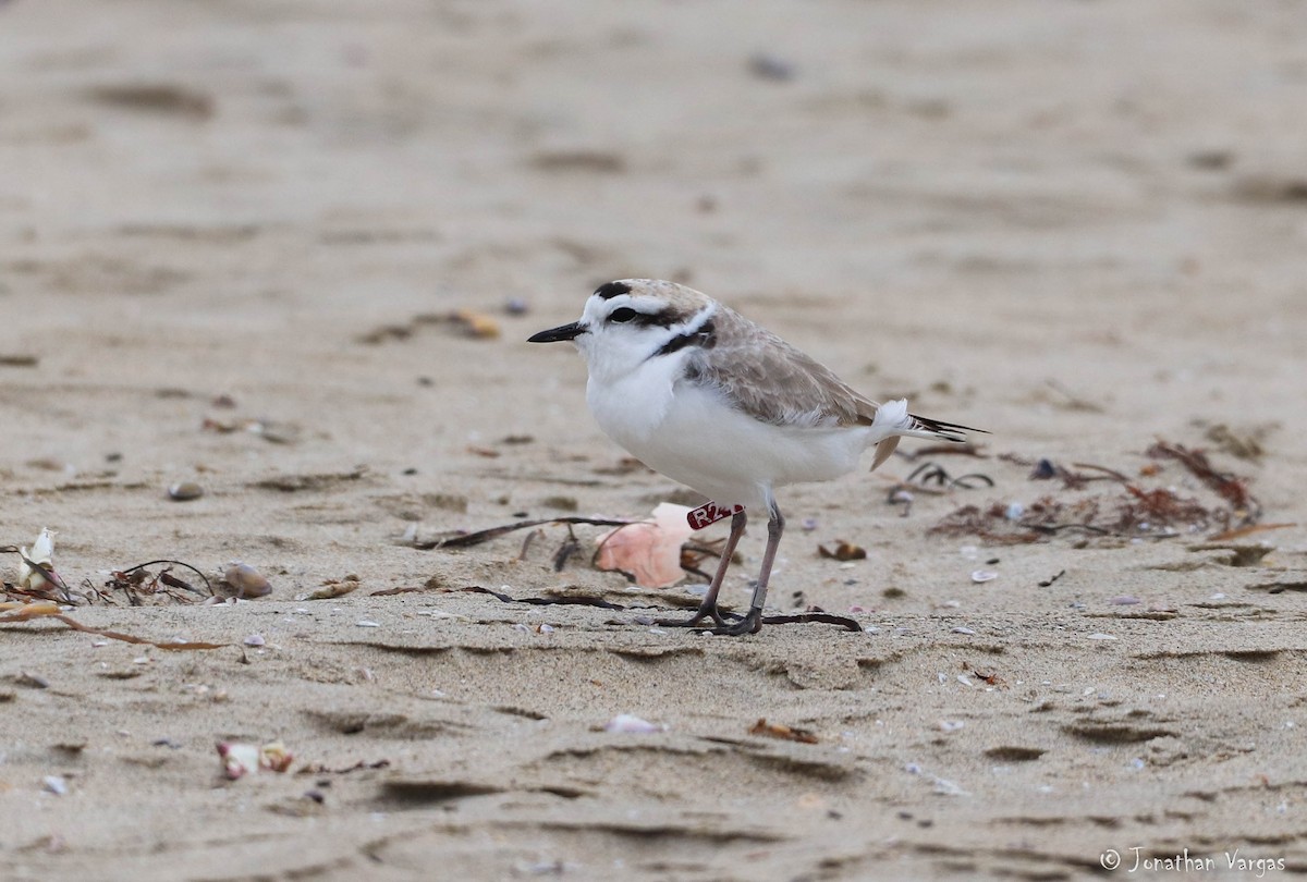 Snowy Plover - ML219210261