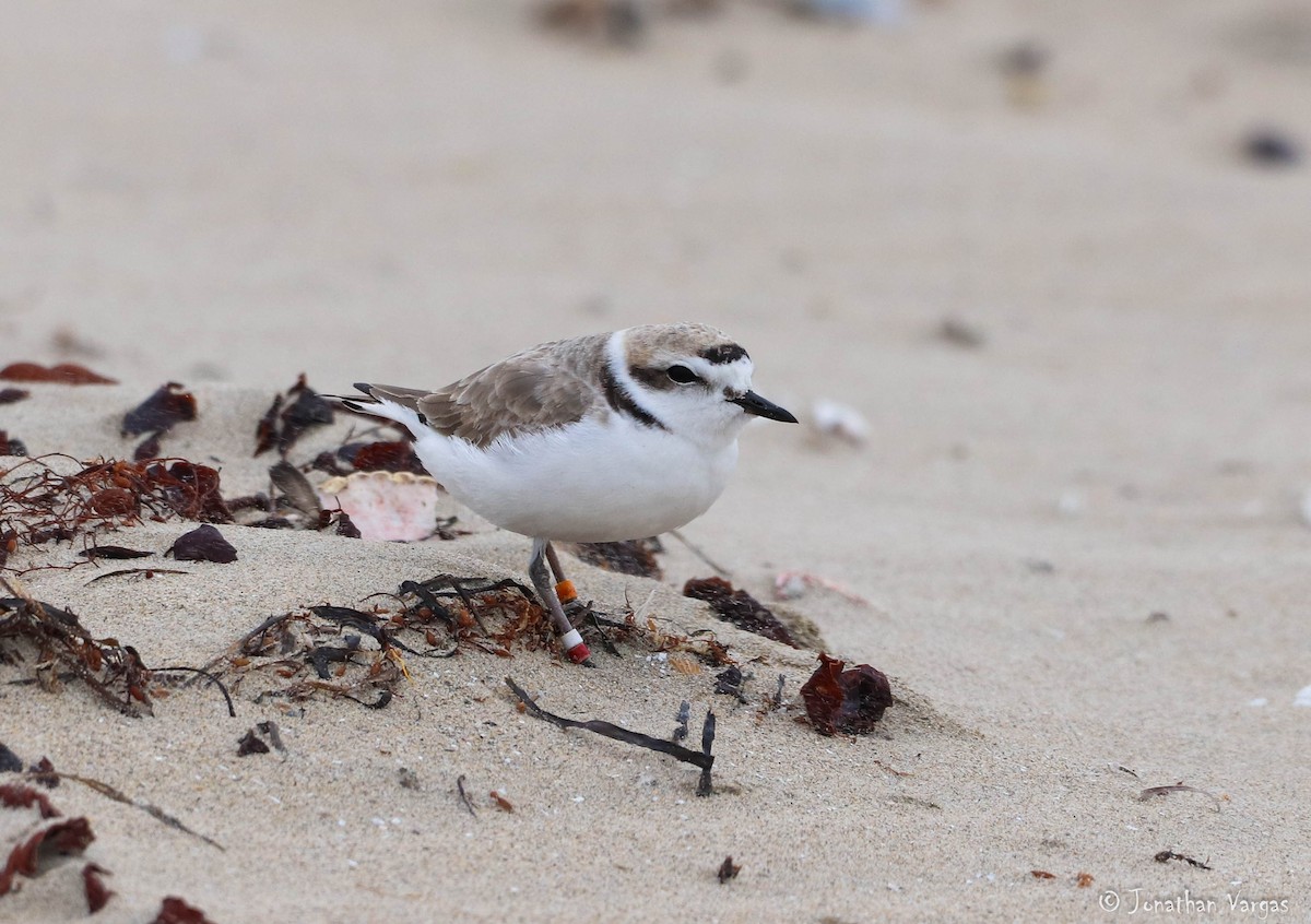 Snowy Plover - ML219210291