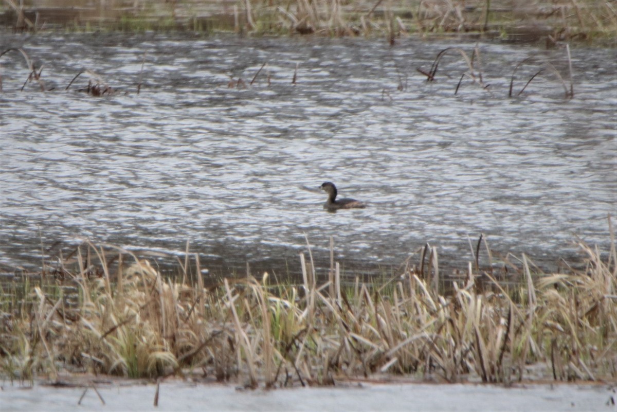 Pied-billed Grebe - ML219210701