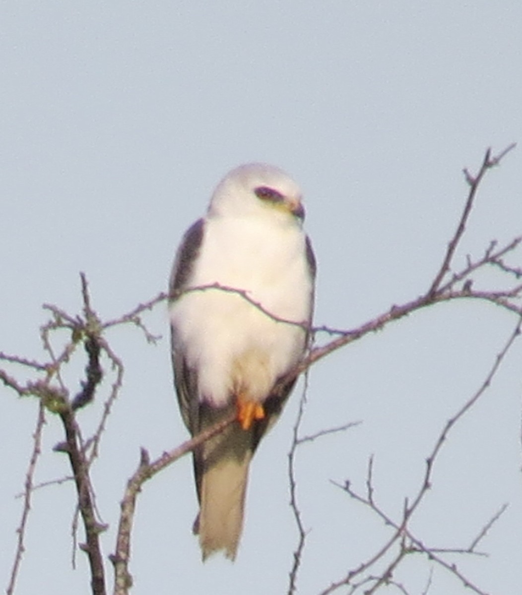 White-tailed Kite - ML219211041