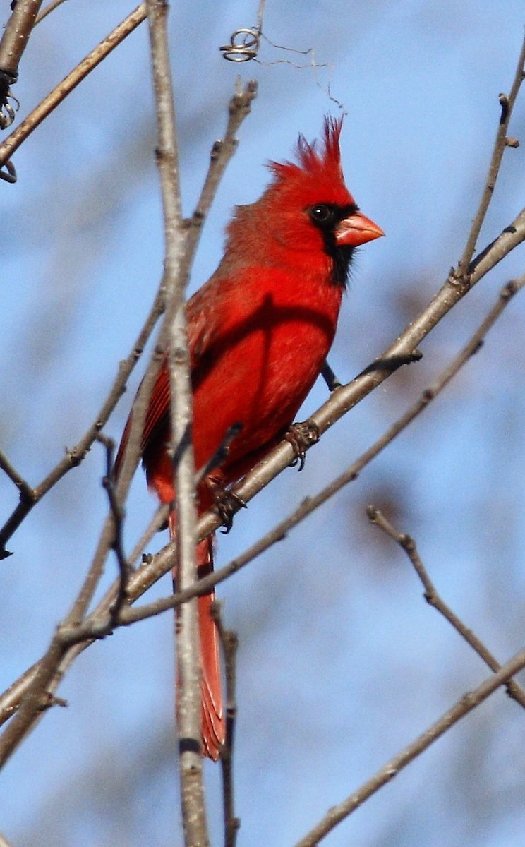 Northern Cardinal - ML219212161