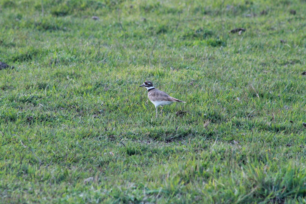 Killdeer - Katie Smith