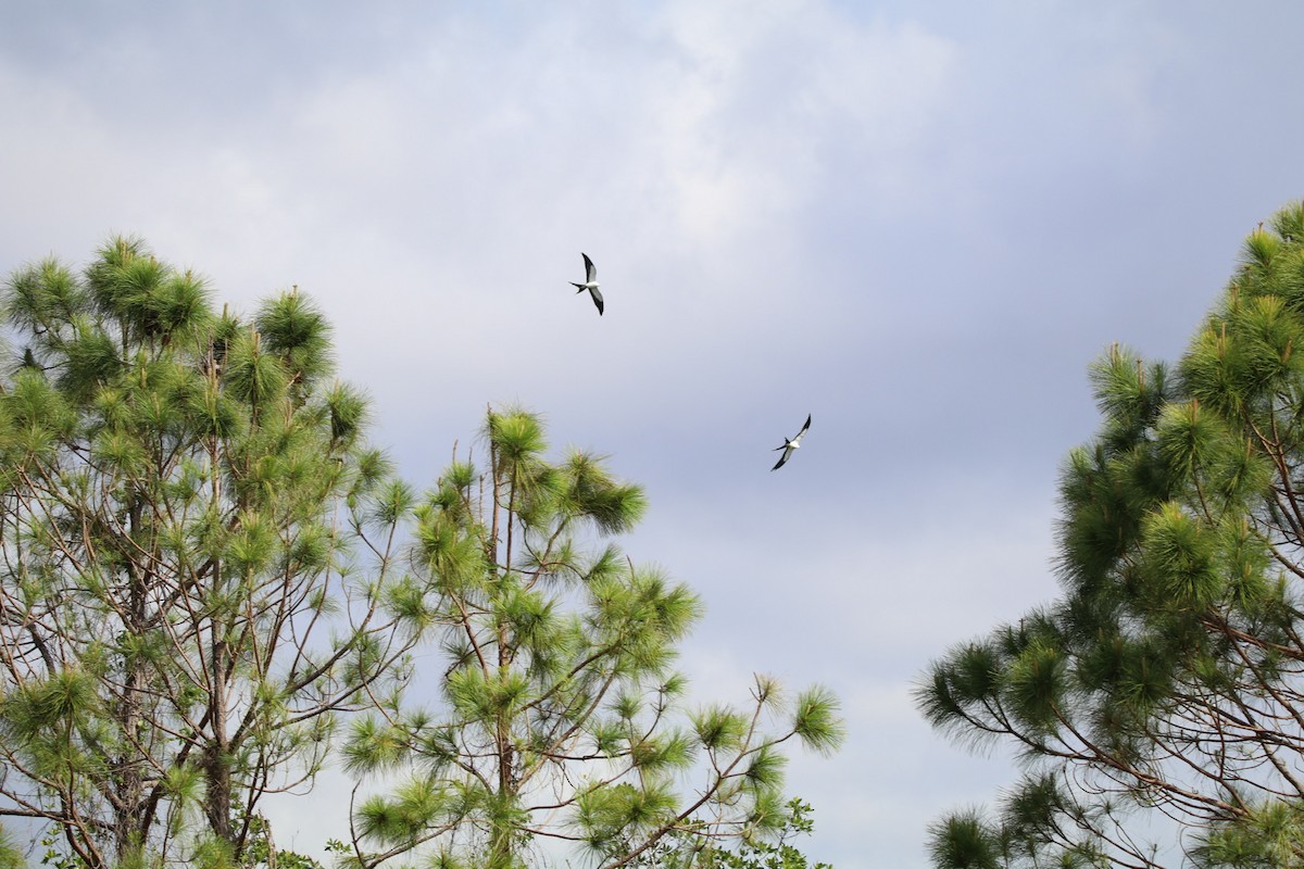 Swallow-tailed Kite - Tim Hoffman