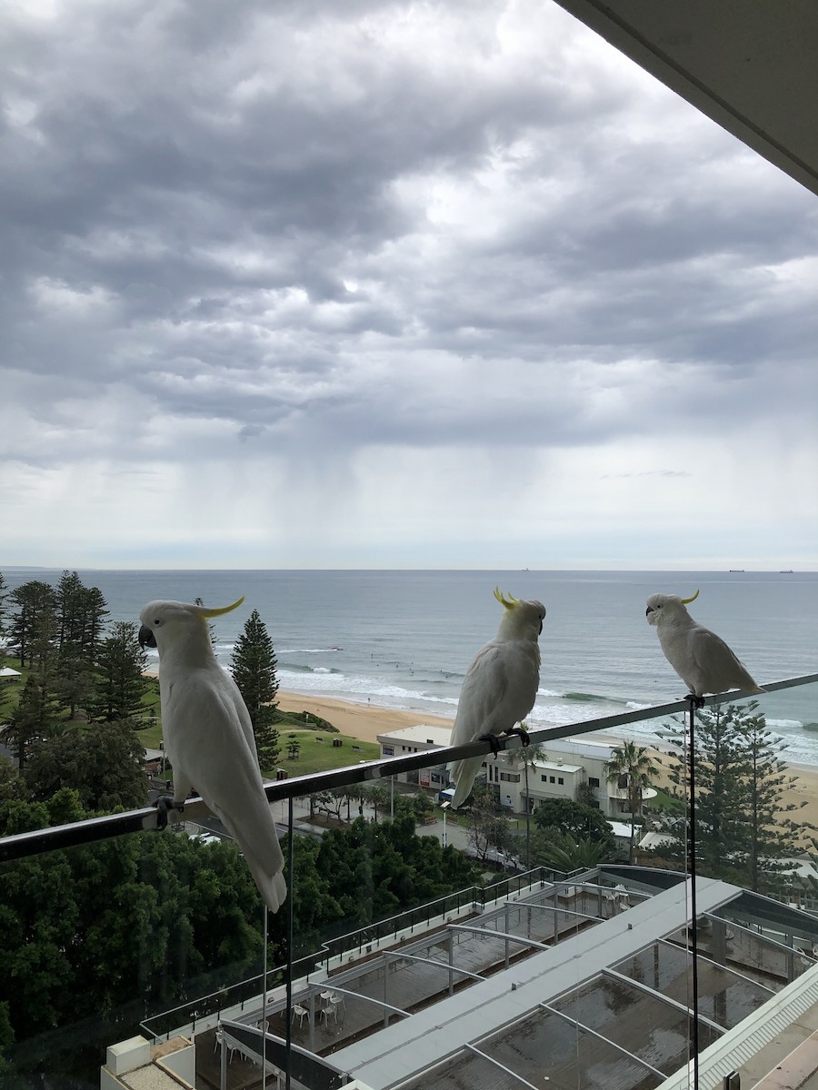 Sulphur-crested Cockatoo - ML219215301