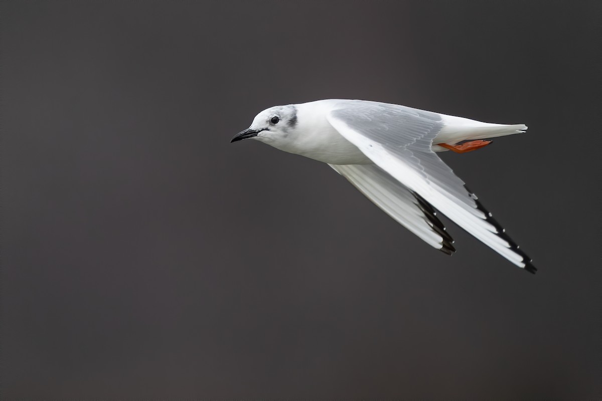 Bonaparte's Gull - Ryan Sanderson