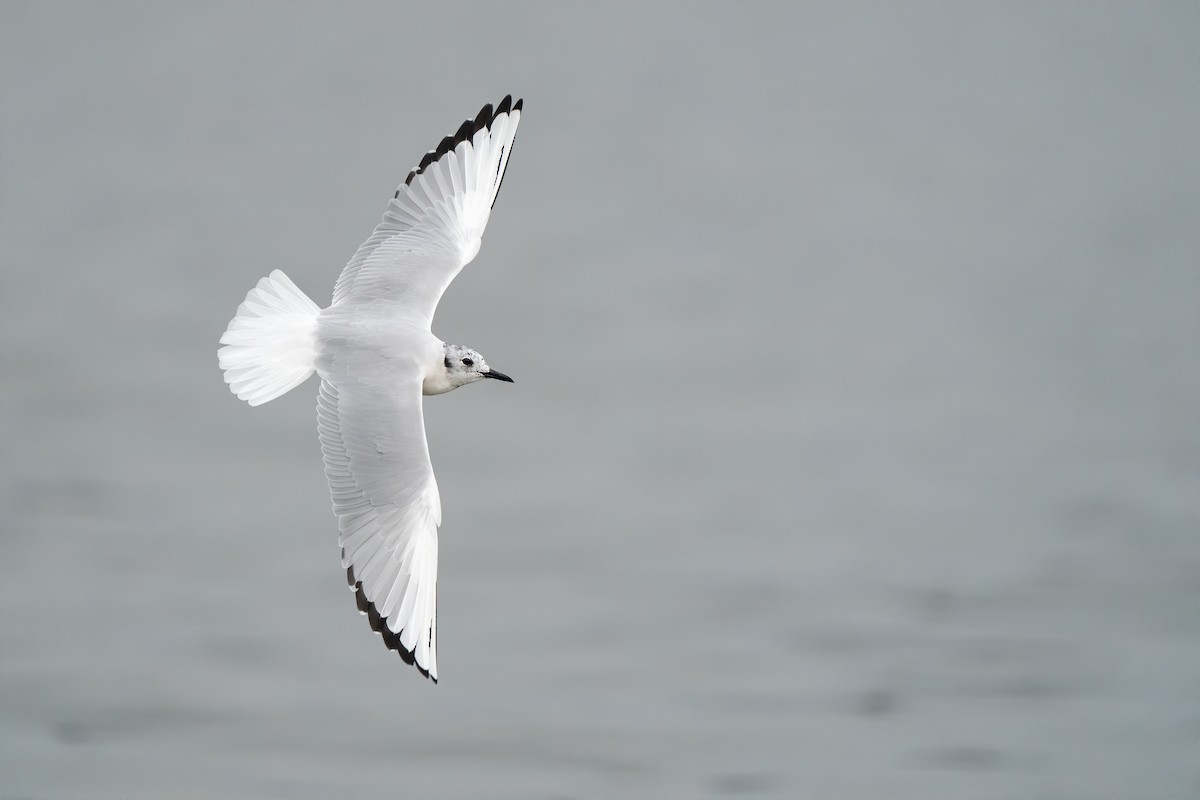 Bonaparte's Gull - Ryan Sanderson