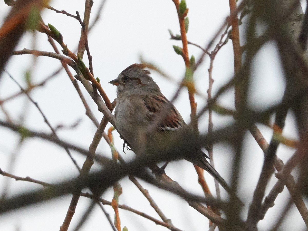 American Tree Sparrow - ML219217941