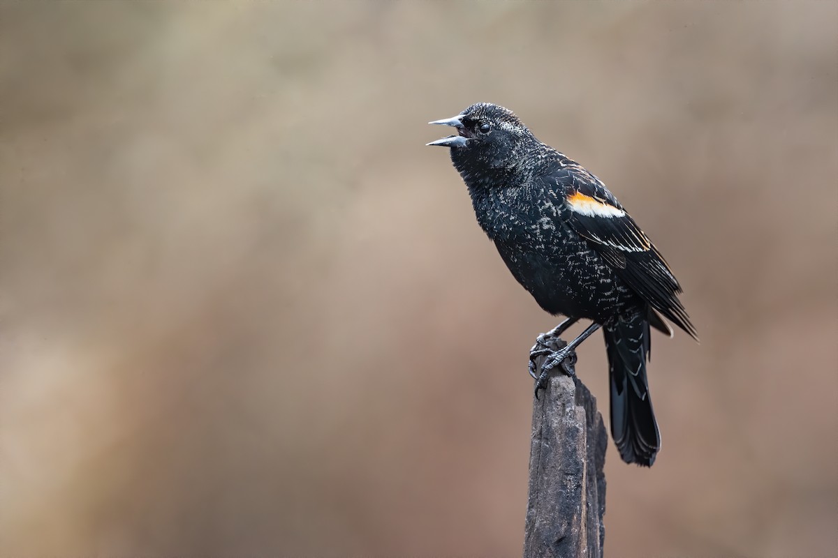 Red-winged Blackbird - Ryan Sanderson