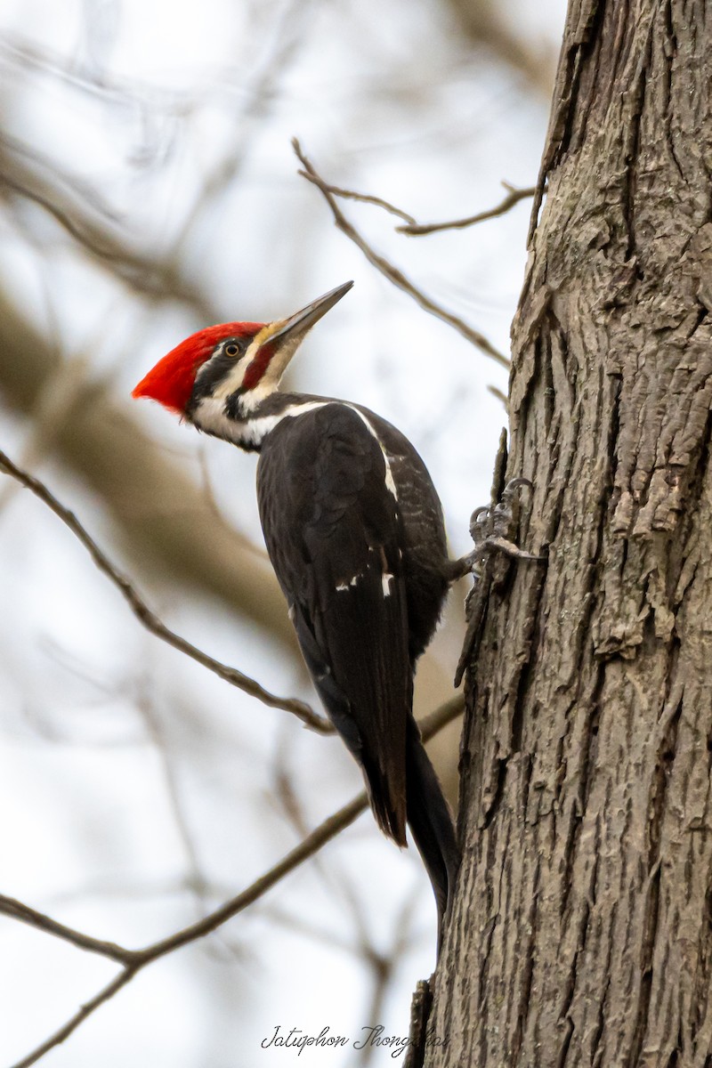 Pileated Woodpecker - ML219218841