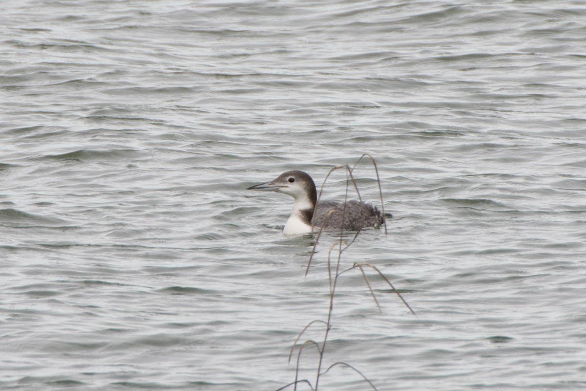 Common Loon - ML21922021