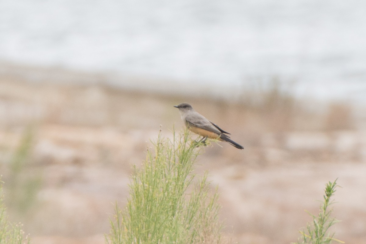 Say's Phoebe - ML21922051