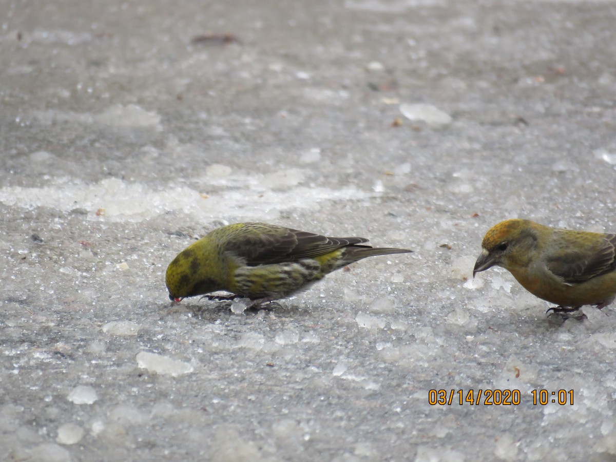 Гацуурын солбин хошуут - ML219221101