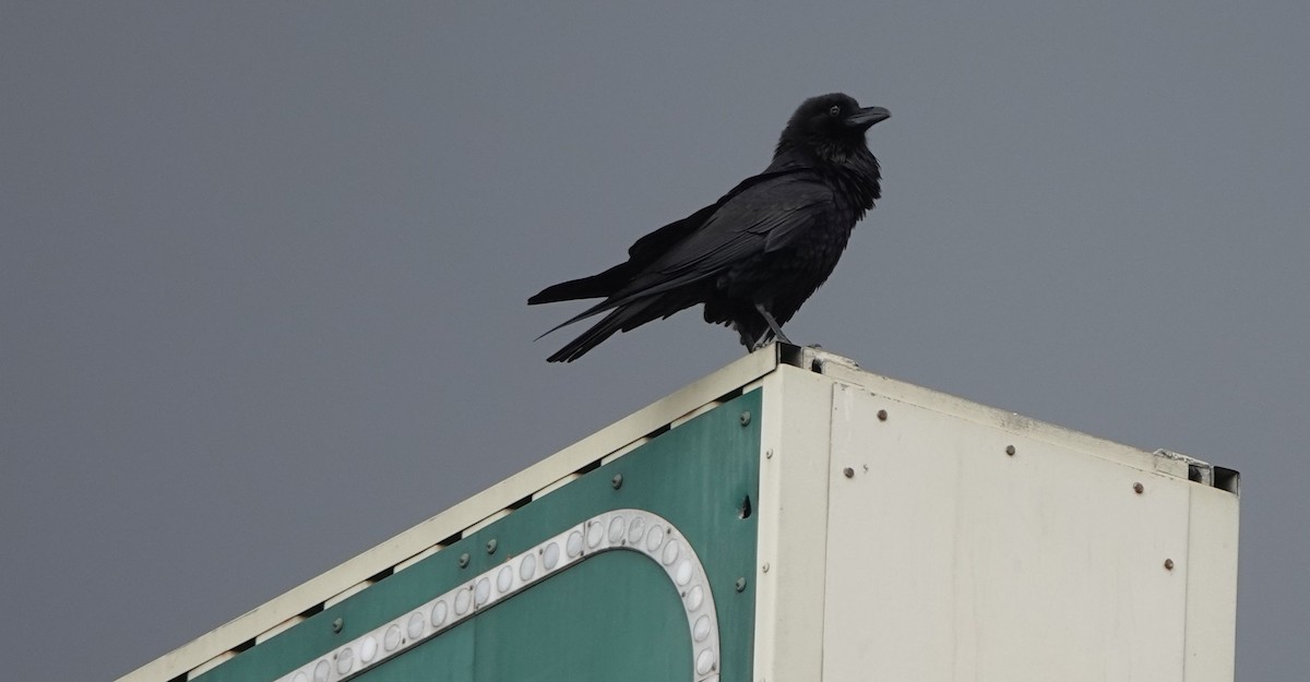 Common Raven - ML219221721