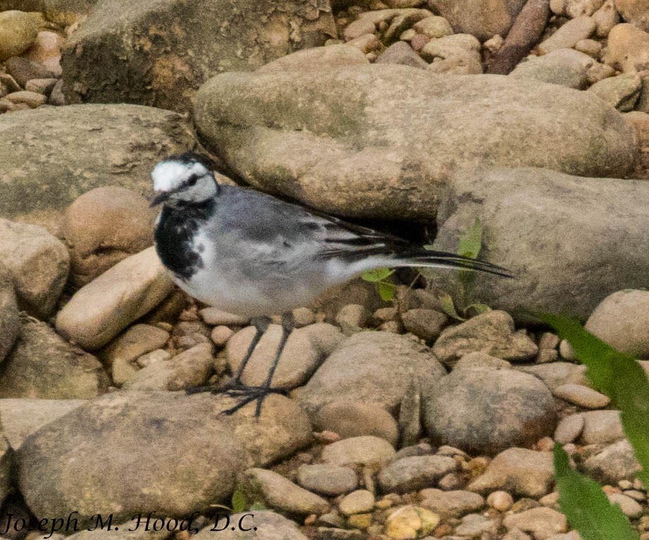 White Wagtail - ML219221951
