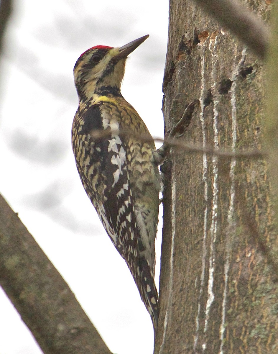 Yellow-bellied Sapsucker - ML21922251