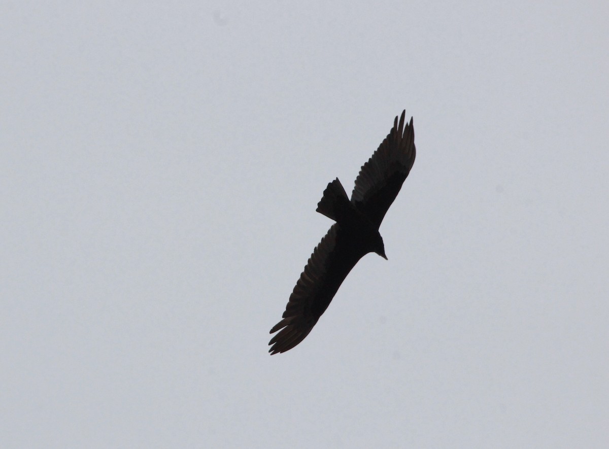 Turkey Vulture - ML219223001