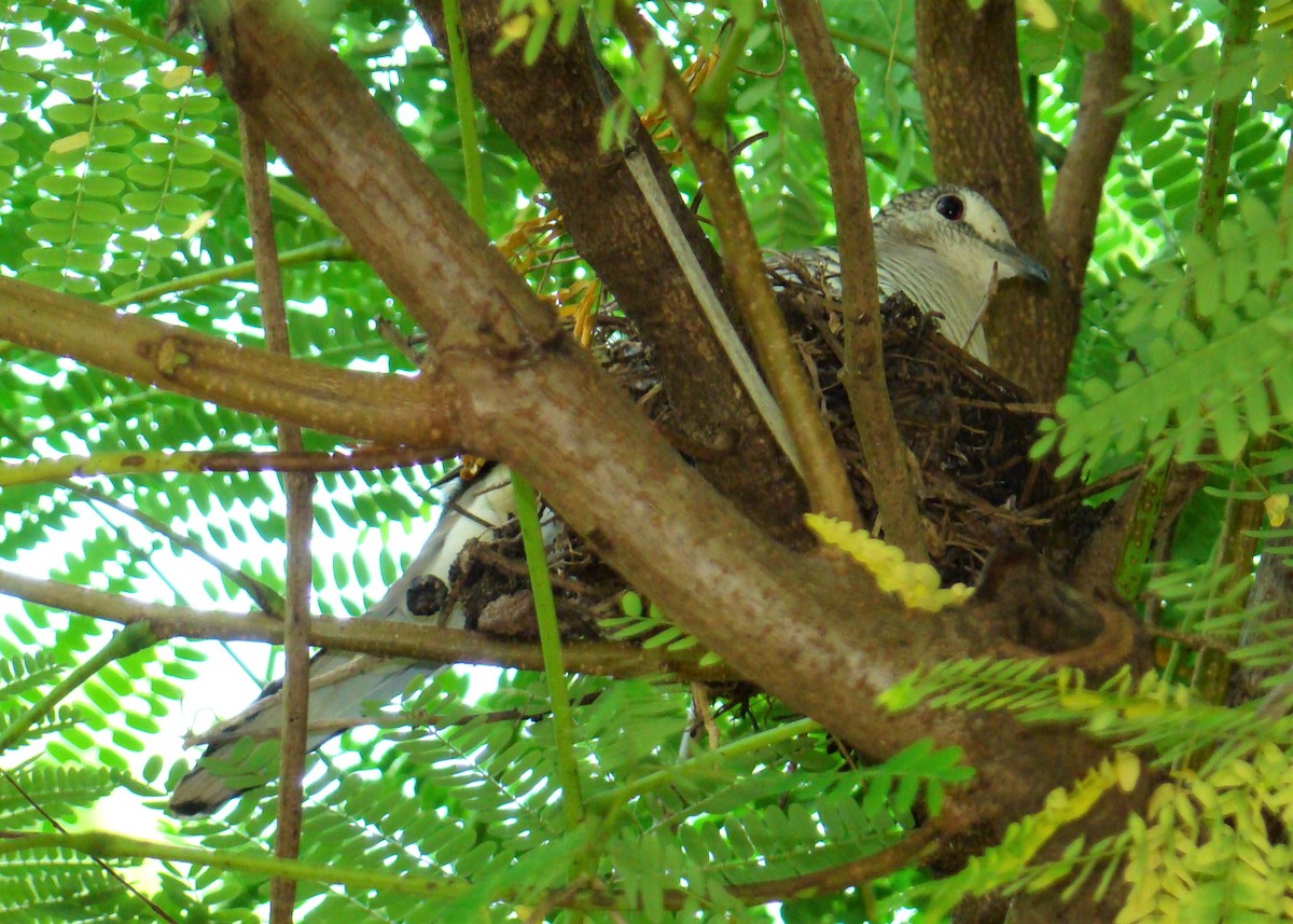 Scaled Dove - Carlos Otávio Gussoni