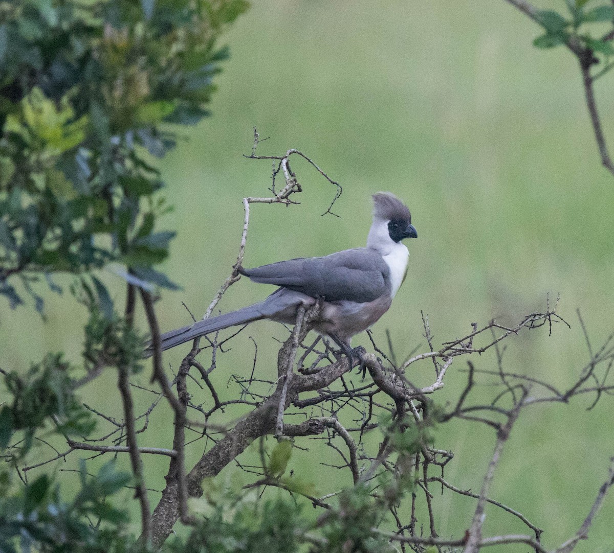 Bare-faced Go-away-bird - ML219226001