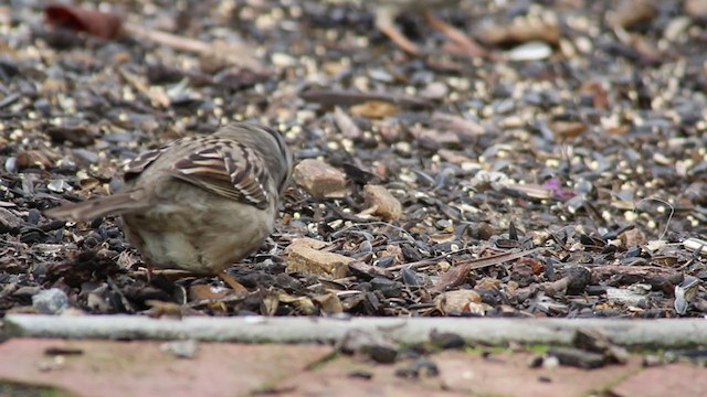White-crowned x Golden-crowned Sparrow (hybrid) - ML219230031