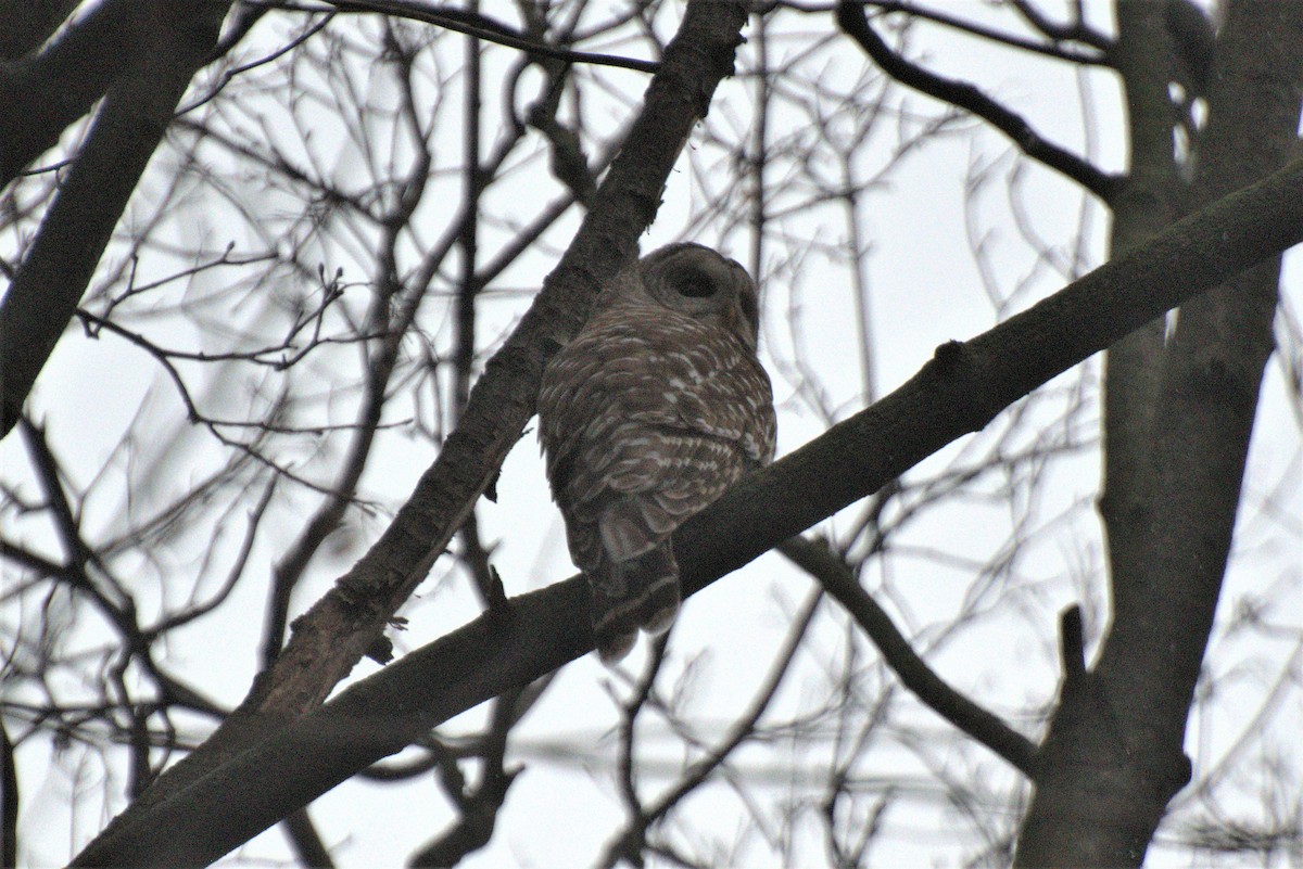 Barred Owl - ML219230411