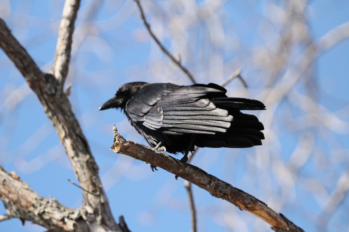 American Crow - ML219231611