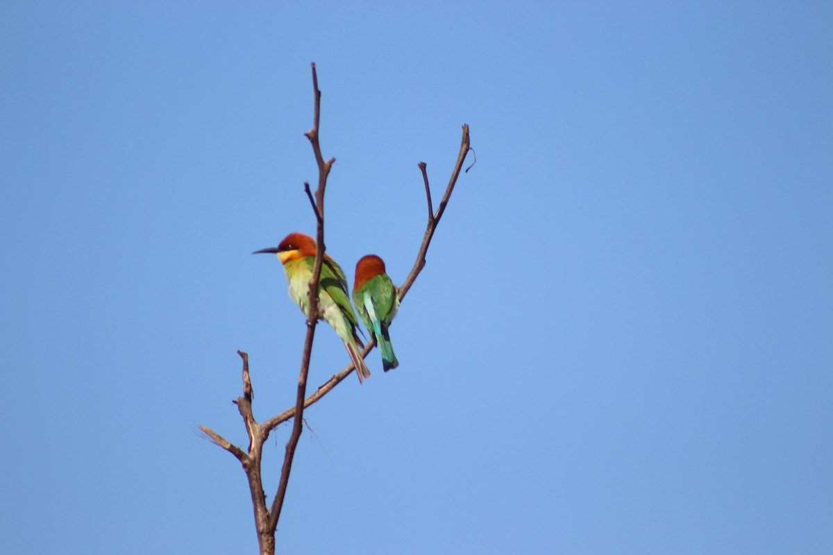 Chestnut-headed Bee-eater - C Z