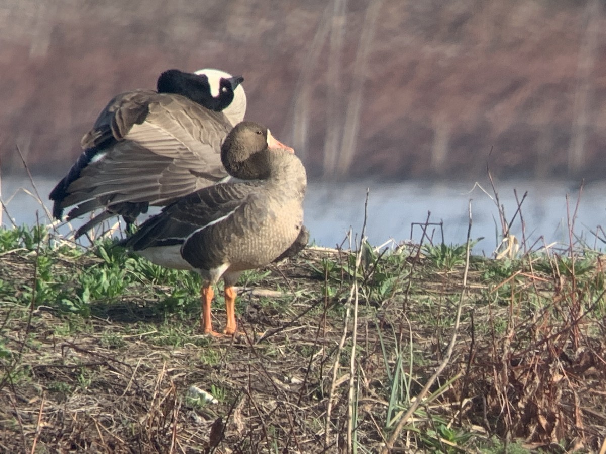 Greater White-fronted Goose - ML219233851