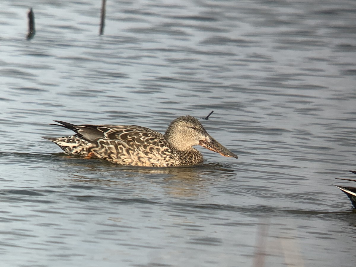 Northern Shoveler - ML219234101