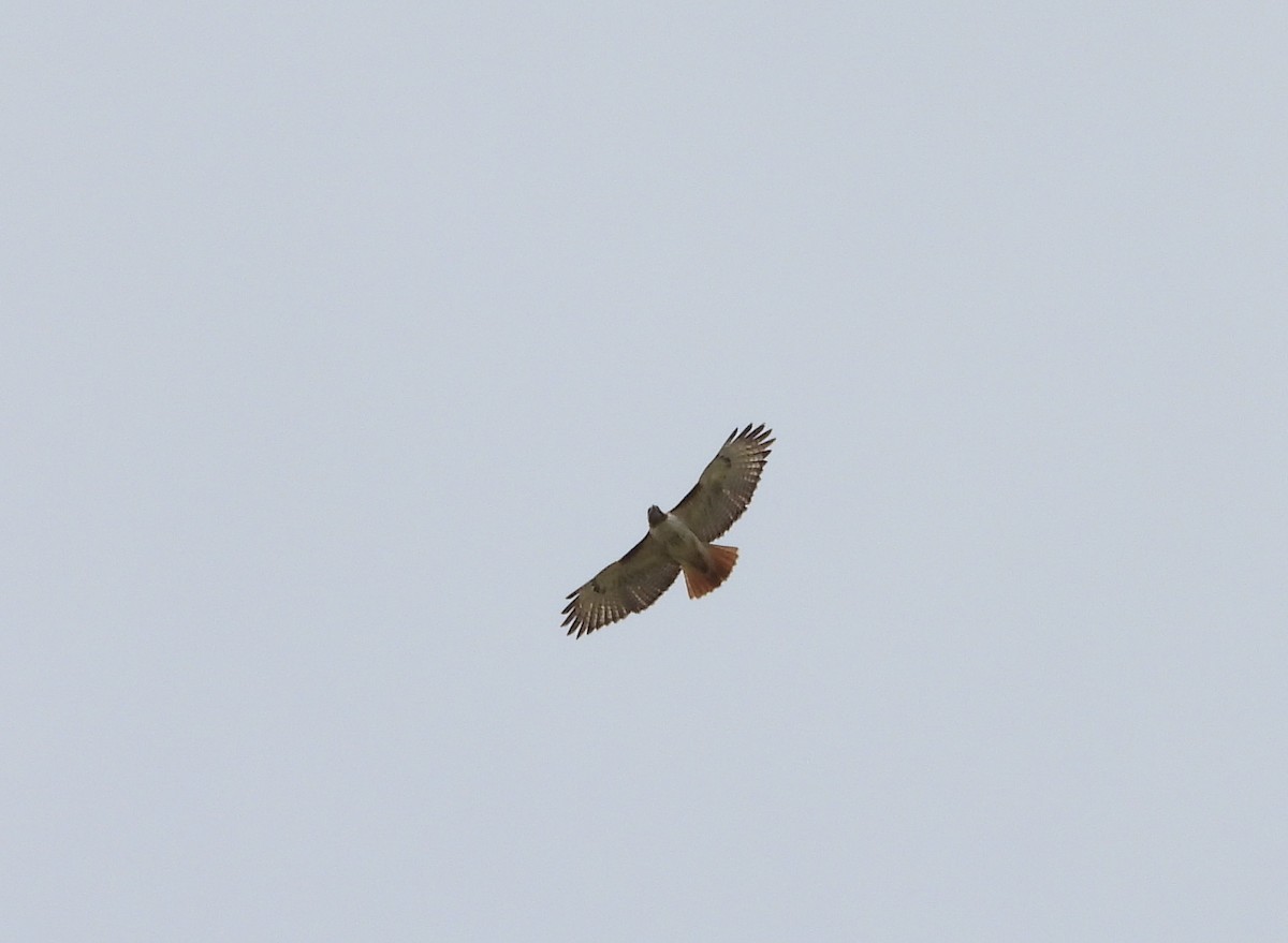 Red-tailed Hawk (borealis) - ML219236471