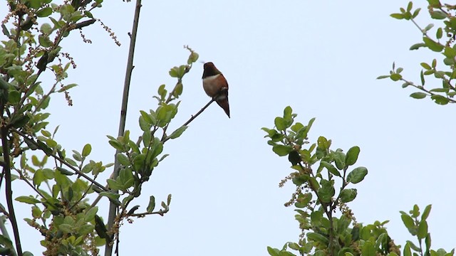 Rufous Hummingbird - ML219237021
