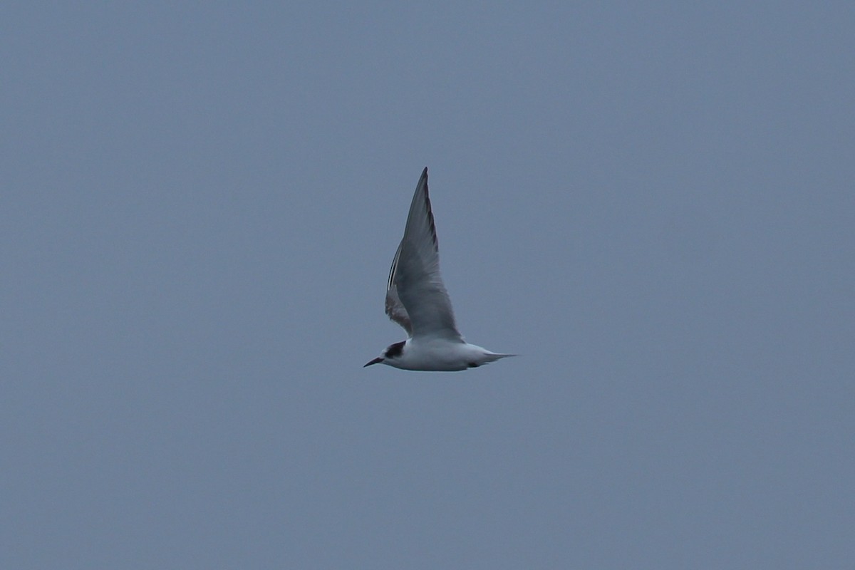 Arctic Tern - Craig Fosdick