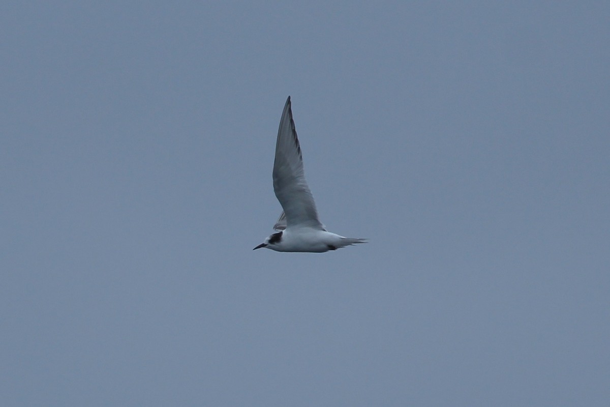 Arctic Tern - Craig Fosdick