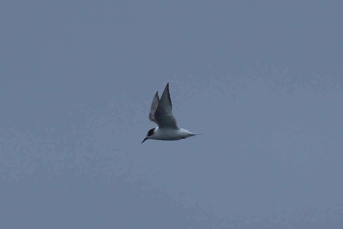 Arctic Tern - Craig Fosdick