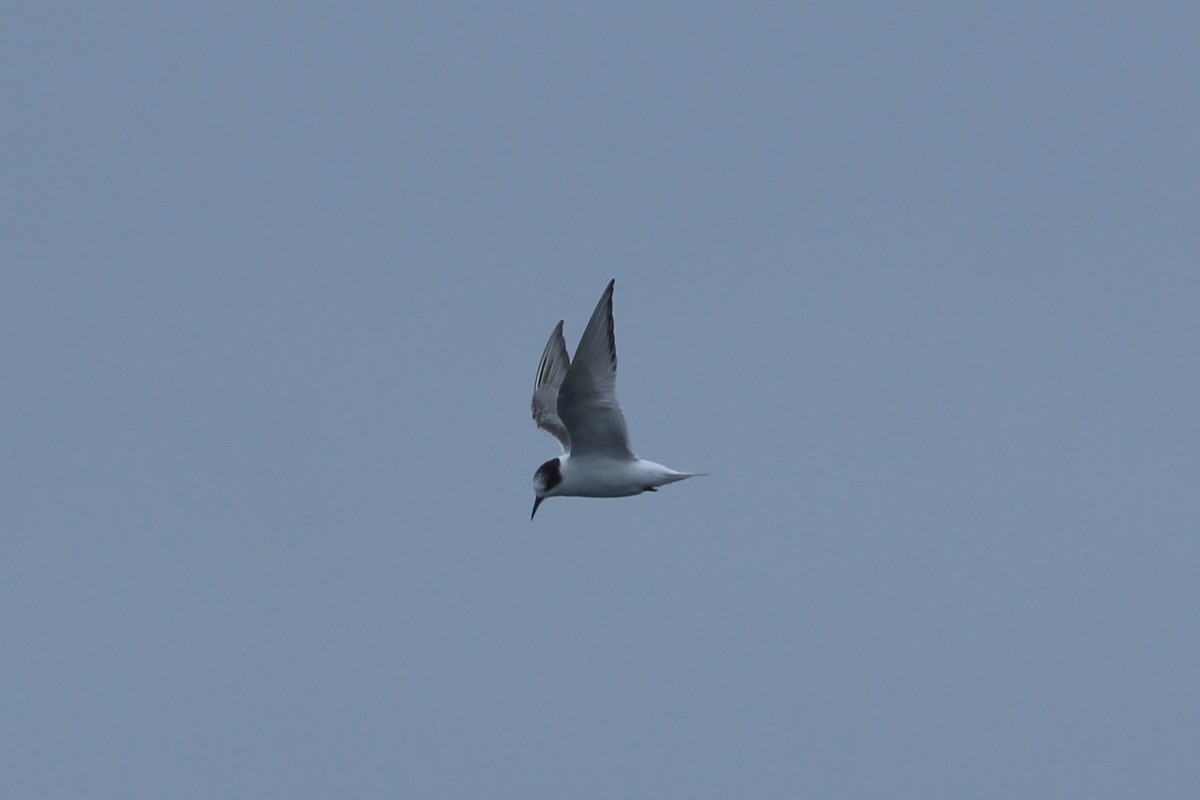 Arctic Tern - Craig Fosdick