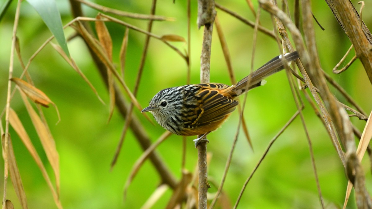 Santa Marta Antbird - ML219238001