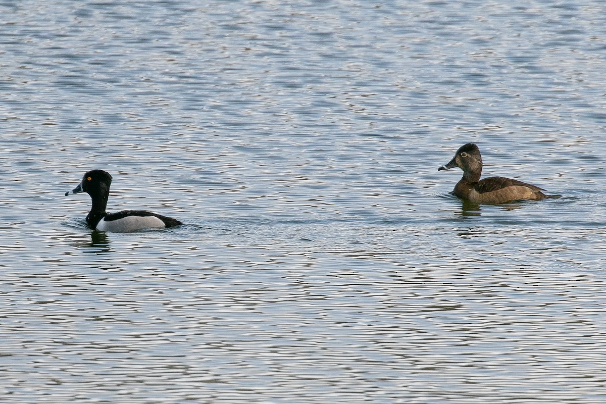 Ring-necked Duck - ML219238191