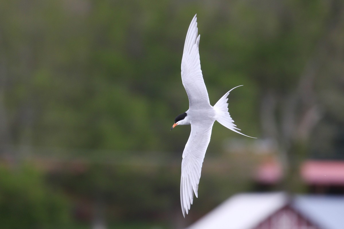 Forster's Tern - Alex Lamoreaux