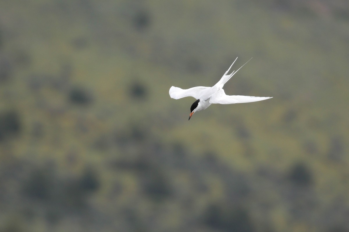 Forster's Tern - Alex Lamoreaux