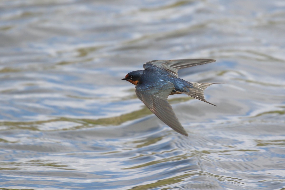 vlaštovka obecná (ssp. erythrogaster) - ML219239991