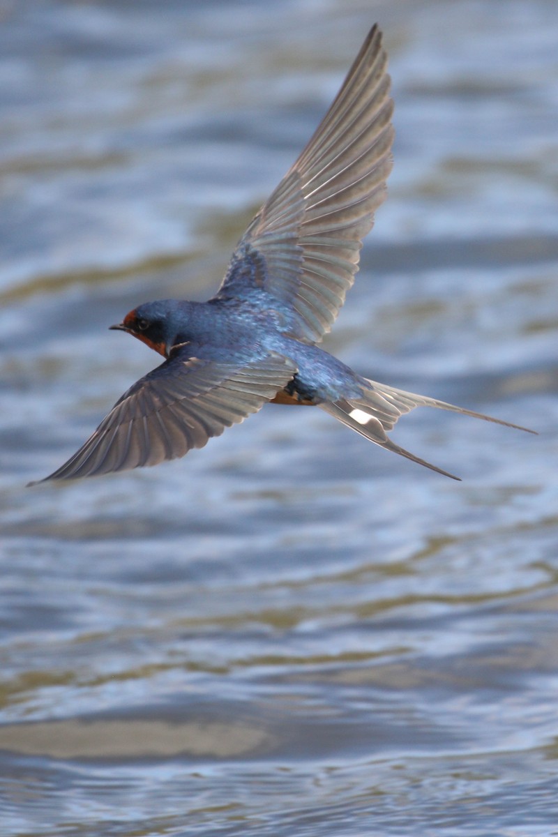 Hirondelle rustique (erythrogaster) - ML219240081