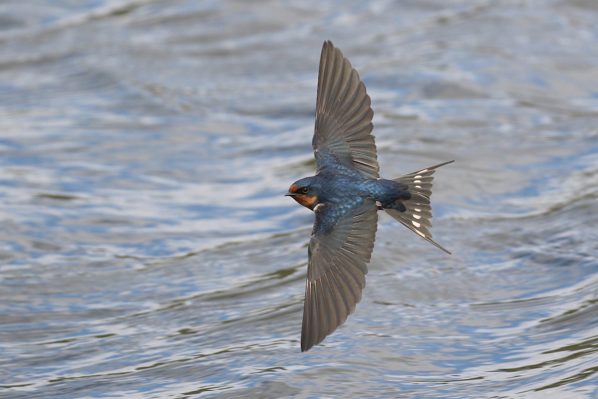 Barn Swallow (American) - ML219240101