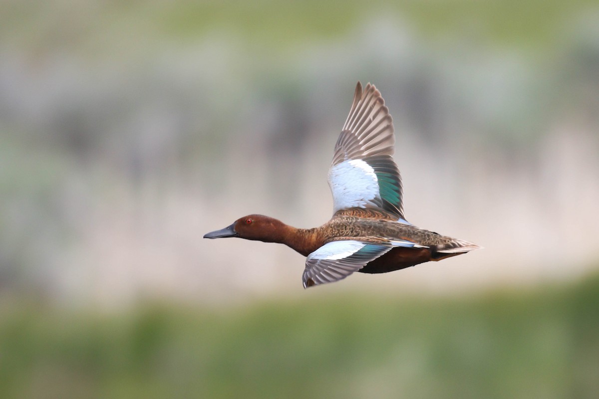 Cinnamon Teal - ML219240191