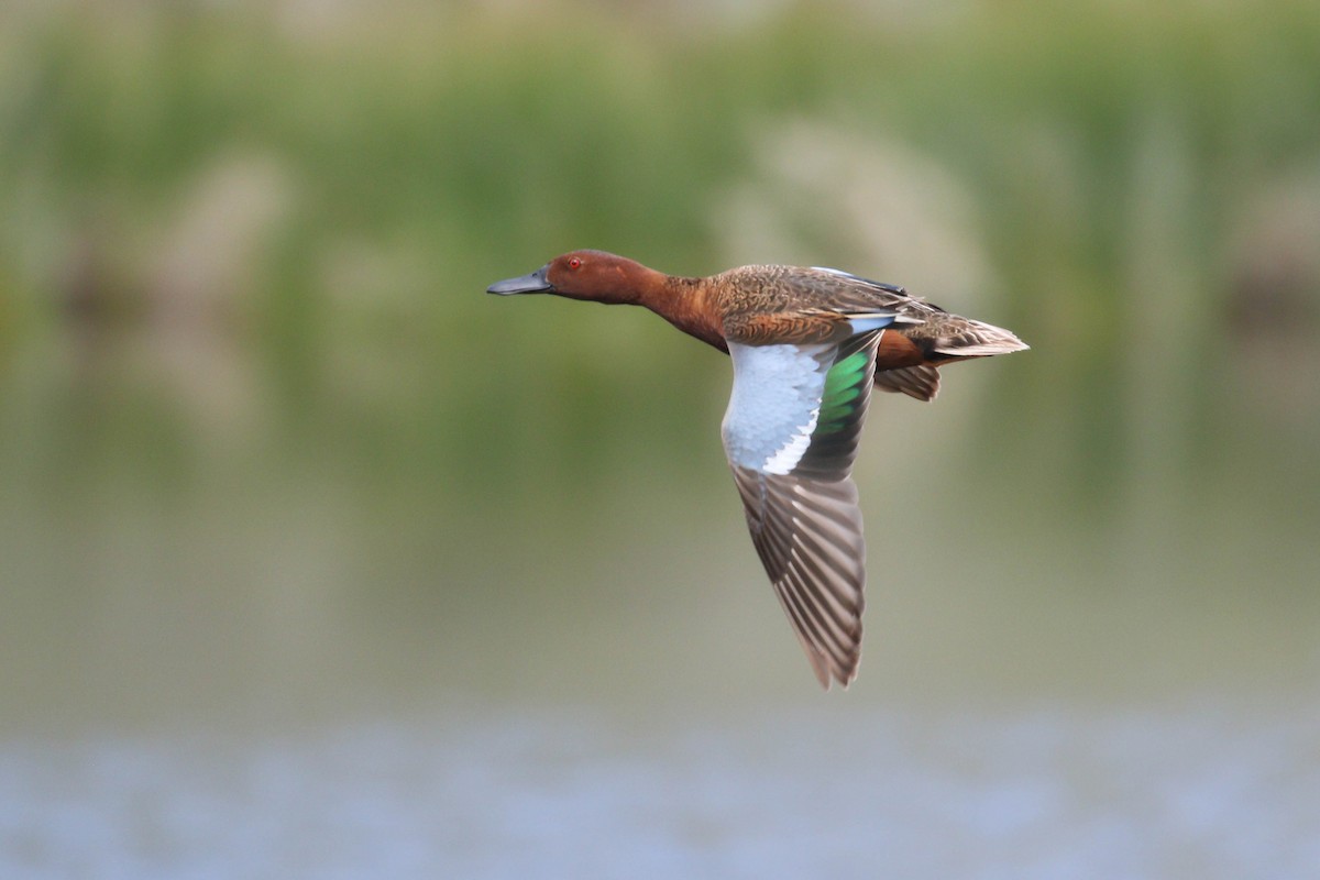 Cinnamon Teal - Alex Lamoreaux